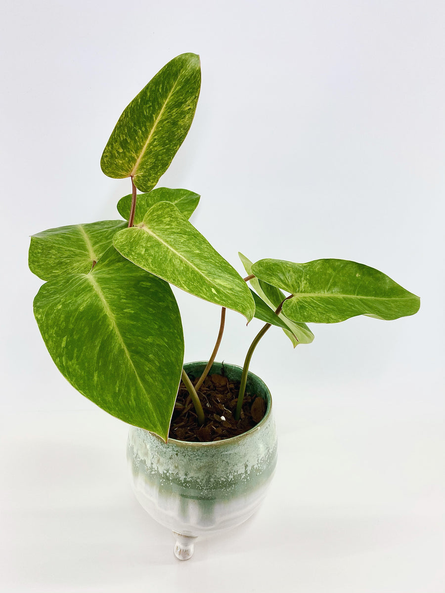 Philodendron painted lady – Plantastic