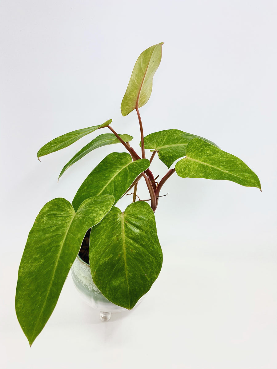 Philodendron painted lady – Plantastic