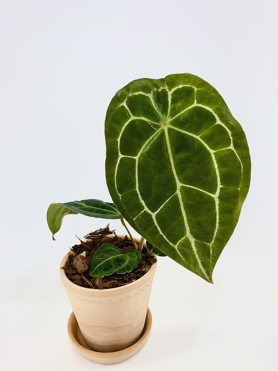 Anthurium forgetii white stripes M – Plantastic