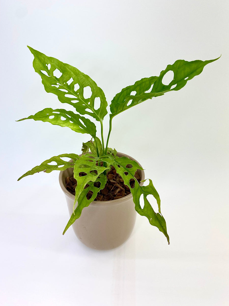 monstera obliqua peru standort Monstera Obliqua Peru 03 – Plantastic