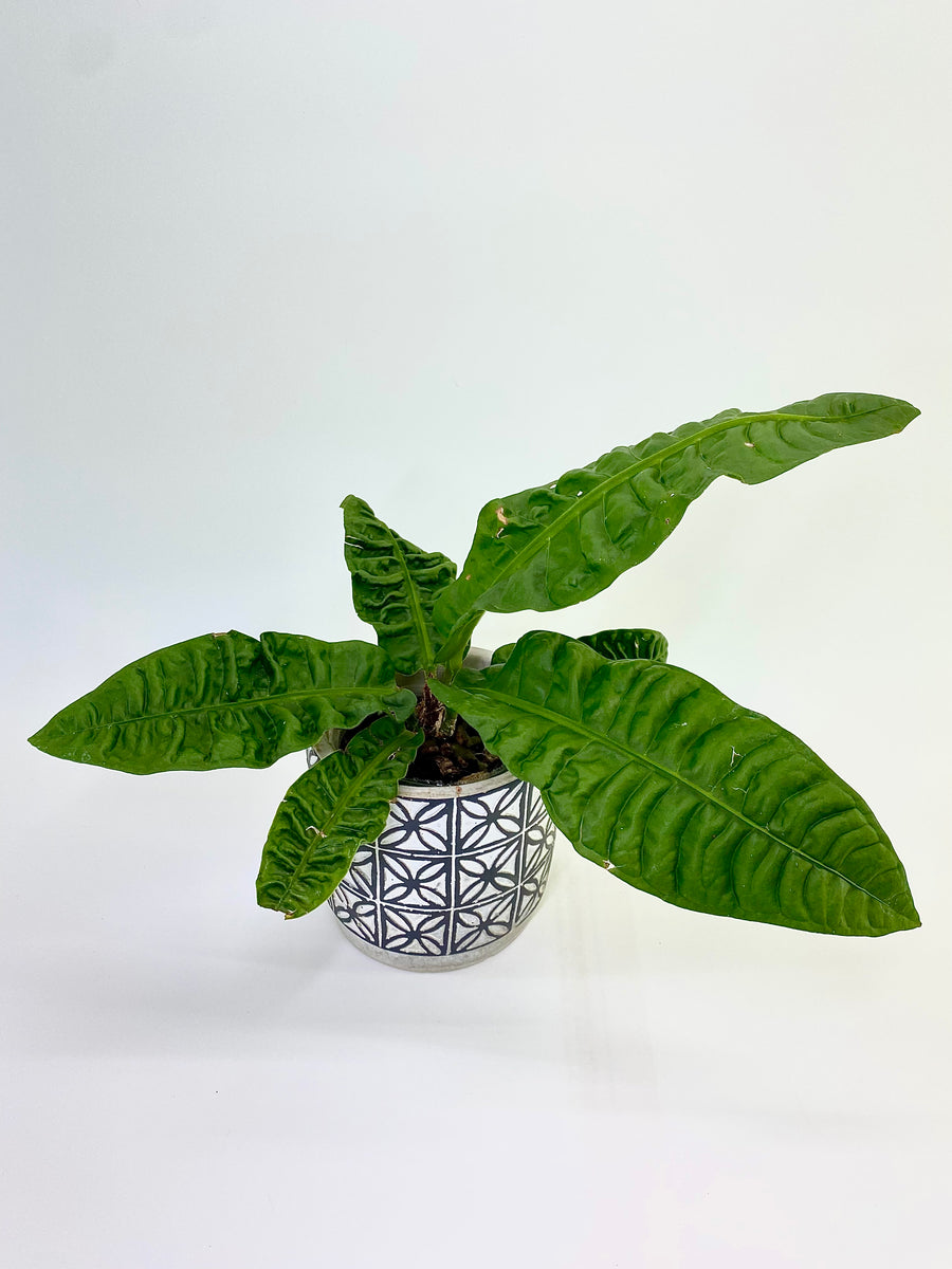anthurium bvep Anthurium BVEP Antolakii main image 0