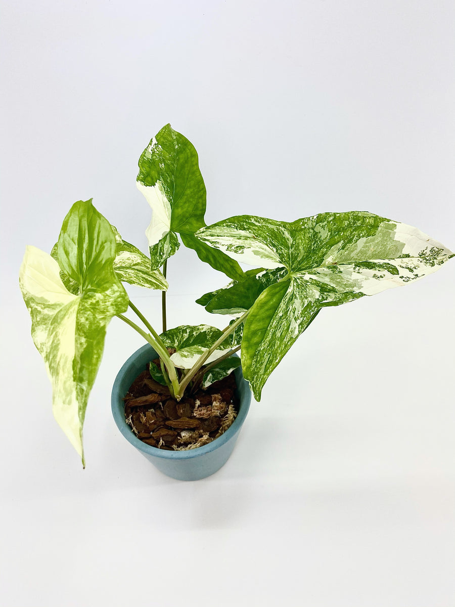 Syngonium podophyllum albo variegata Plantastic