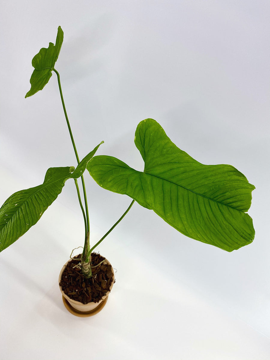 Anthurium argyrostachyum – Plantastic