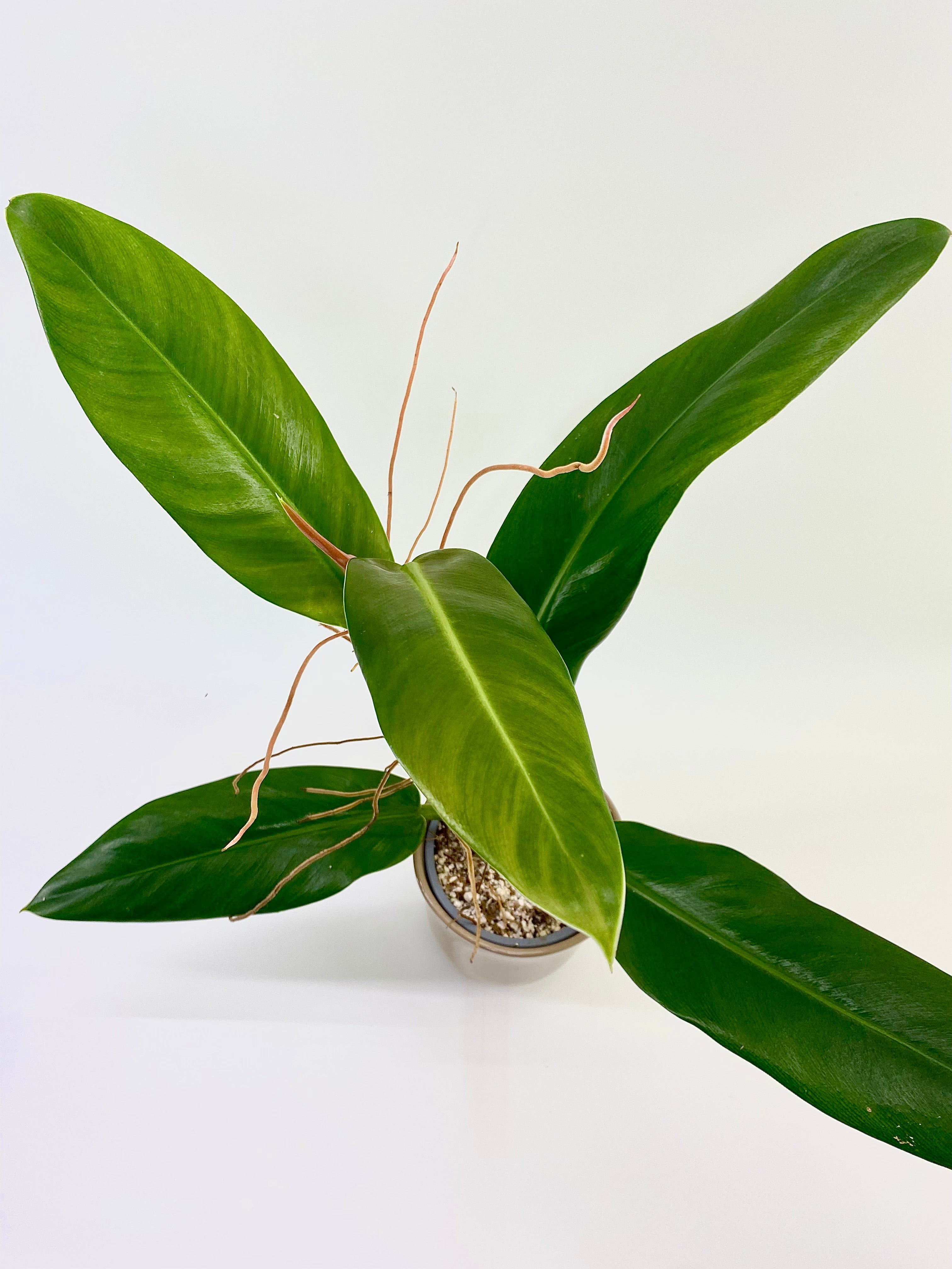 Plantastic