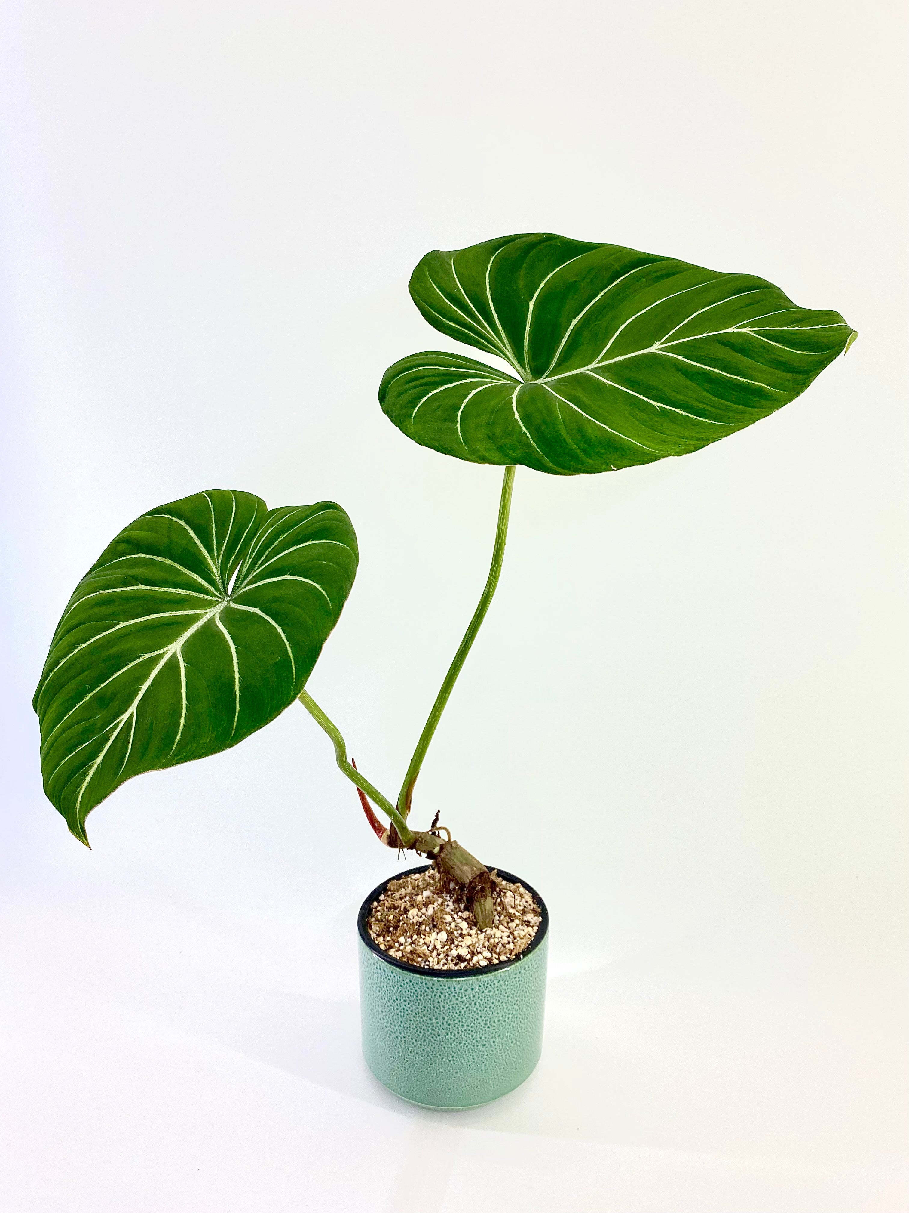 magic plantern Udder Planter in Iridescent Magic – Modern Science Project main image 1