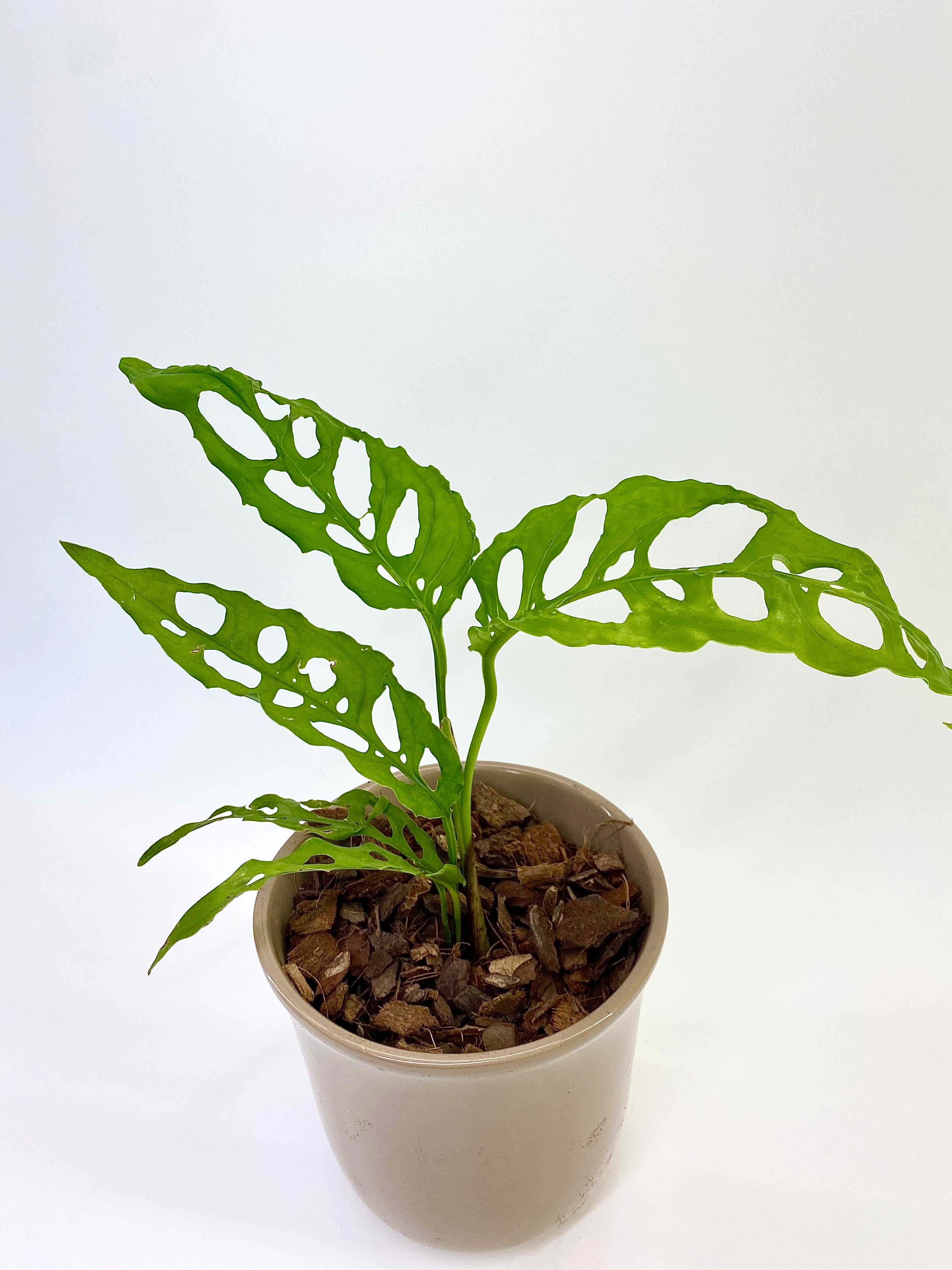 Plantastic