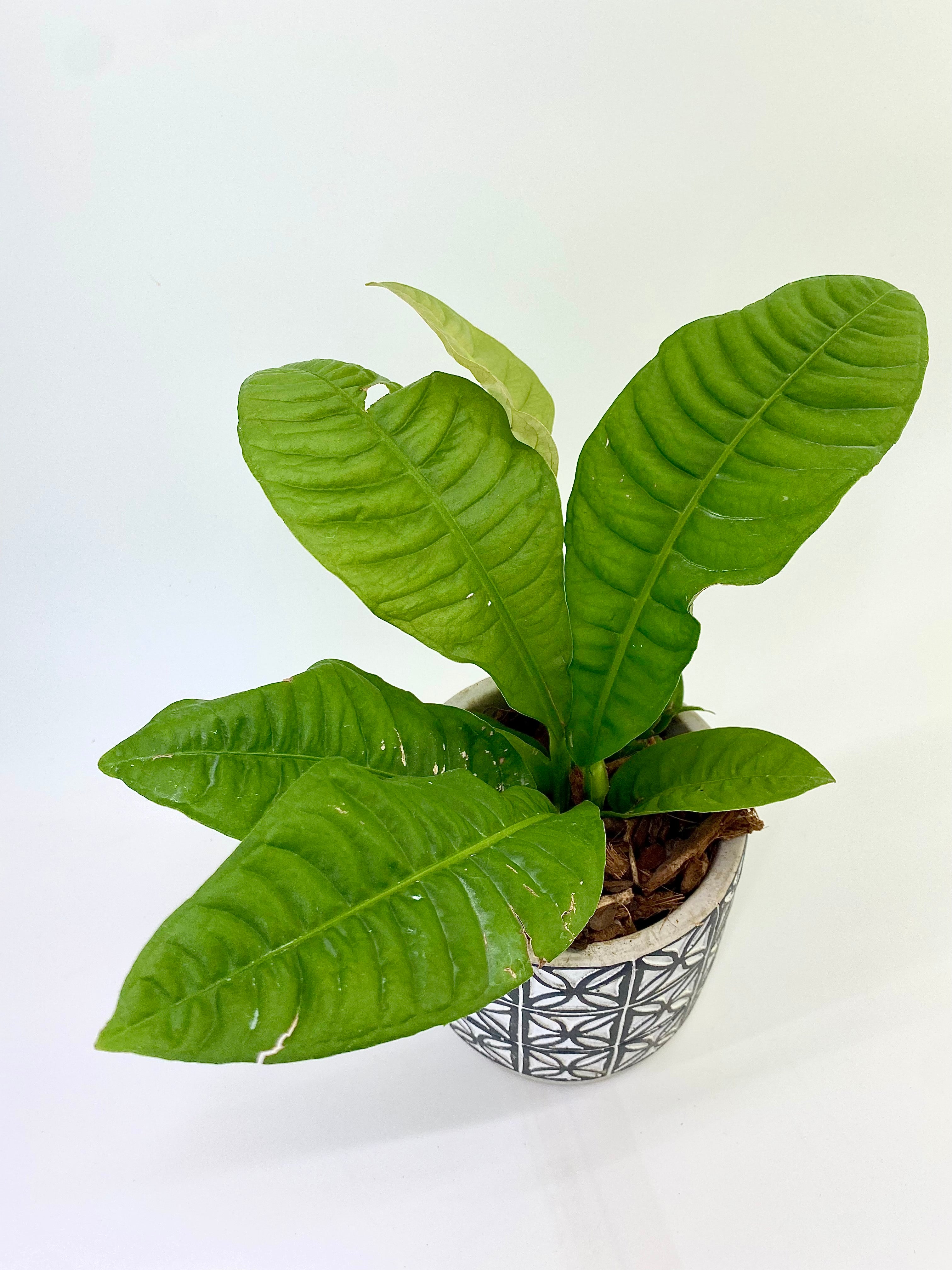 anthurium reflexinervium for sale Anthurium reflexinervium – Plantastic