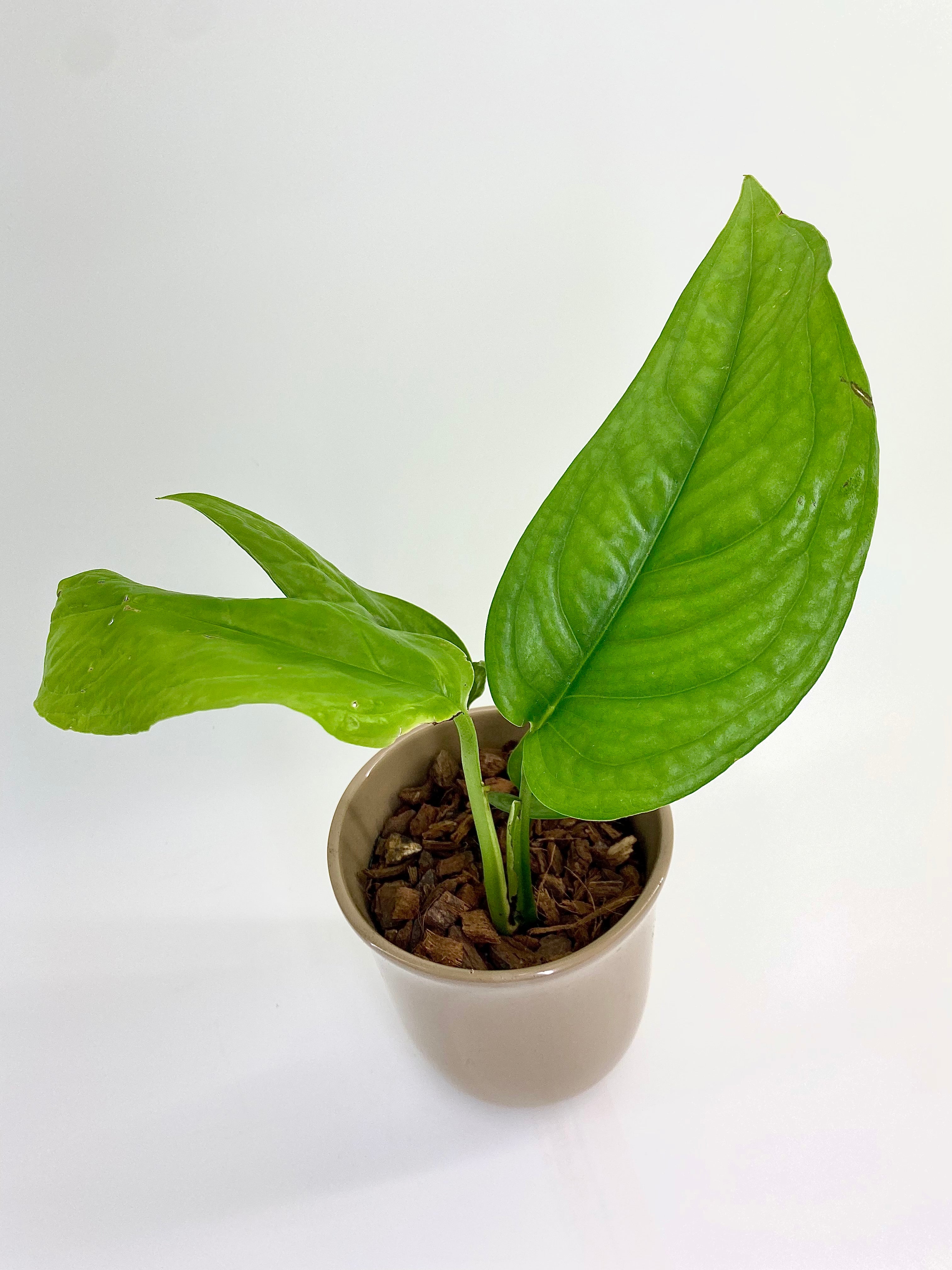 philodendron pastazanum pflege Philodendron Pastazanum | Grünpflanzen online kaufen