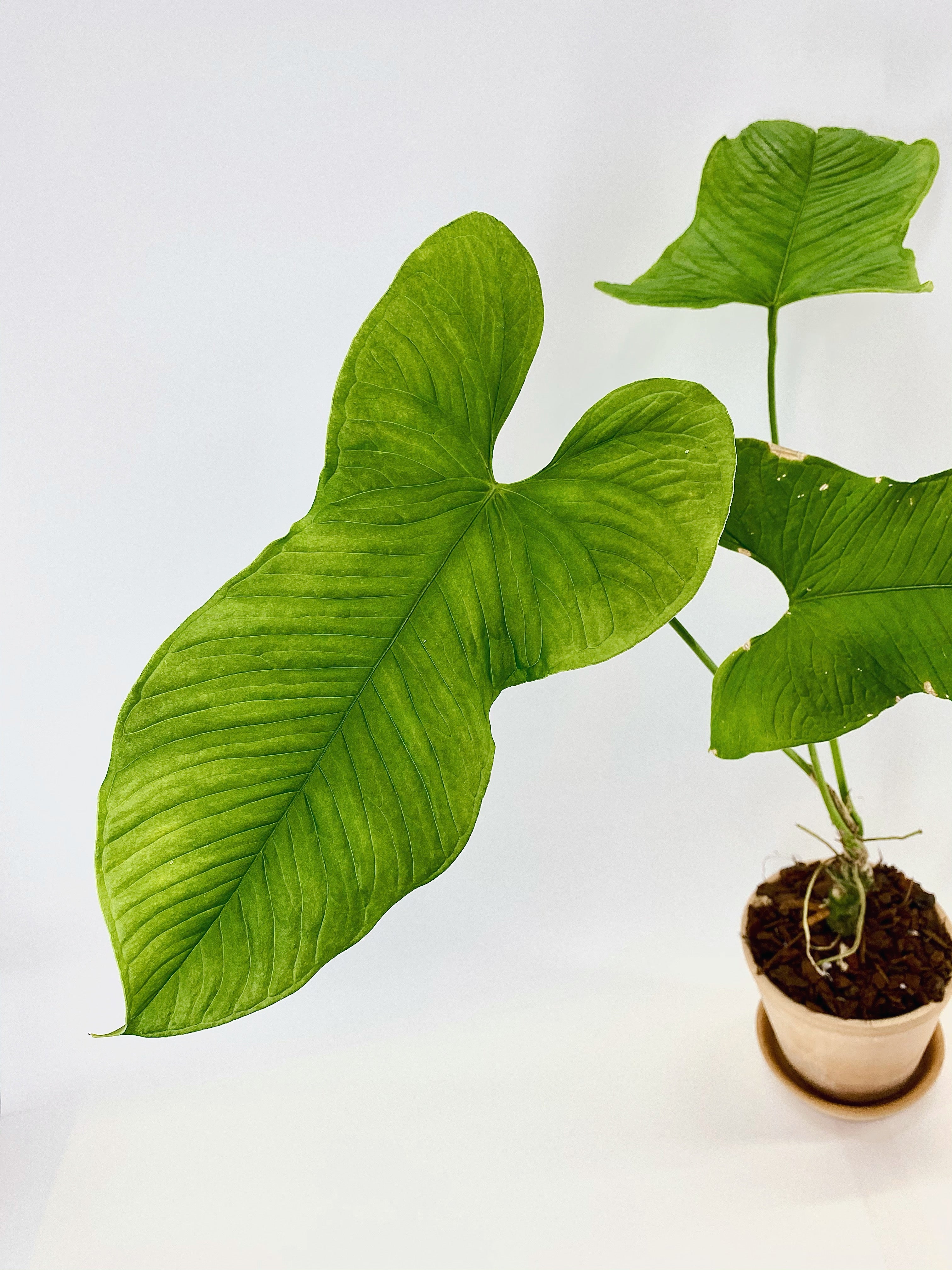 anthurium argyrostachyum Anthurium argyrostachyum – Plantastic