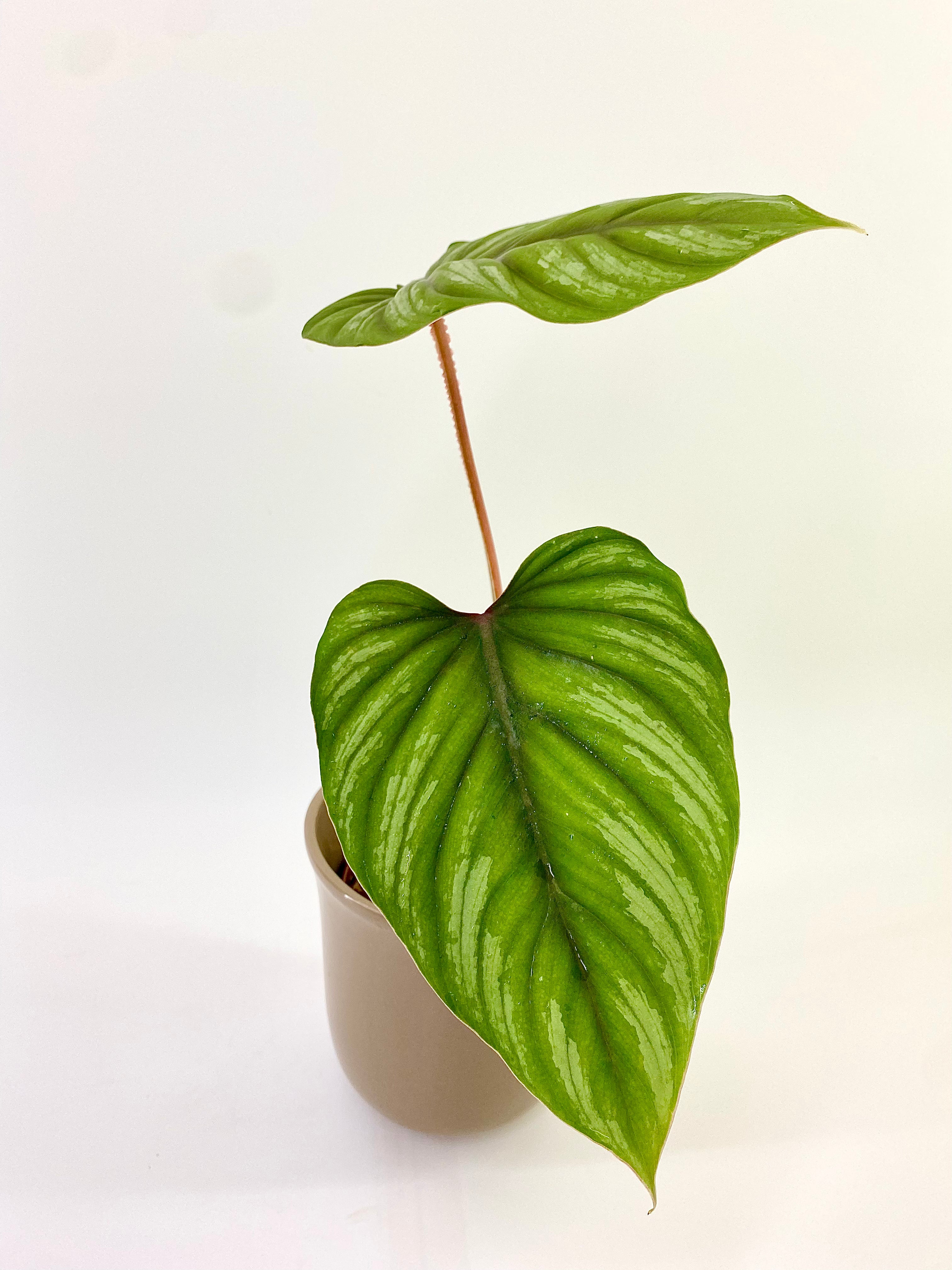 Philodendron Plowmanii – Plantastic